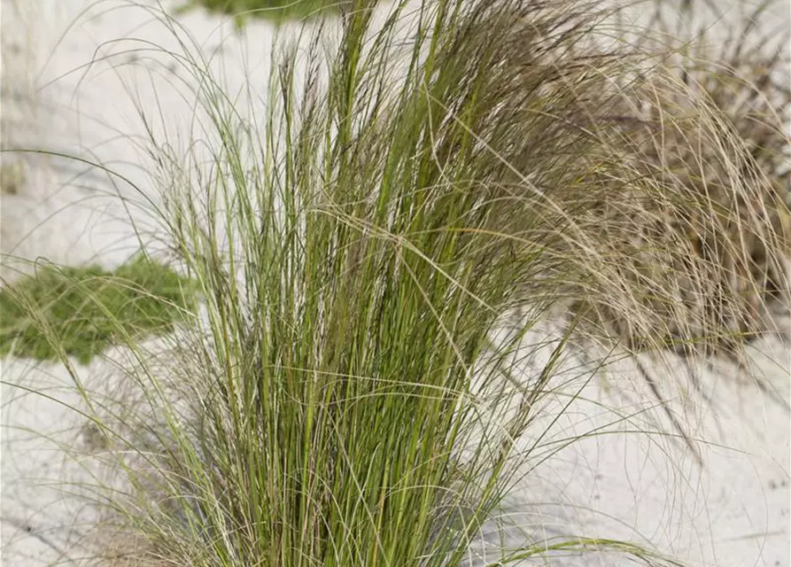 Stipa tenuissima