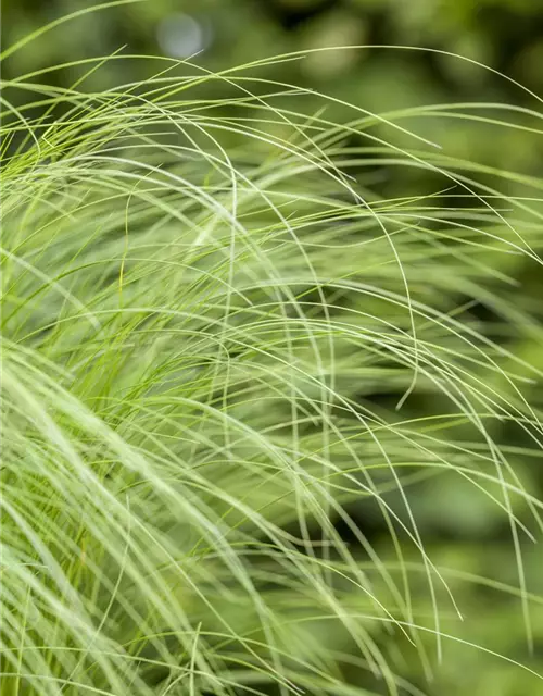 Stipa tenuissima