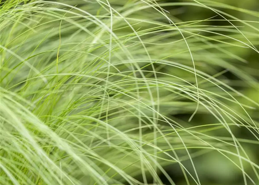 Stipa tenuissima