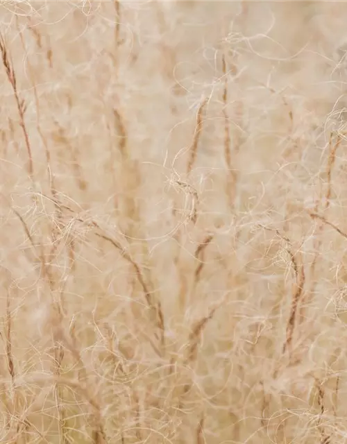 Stipa tenuissima