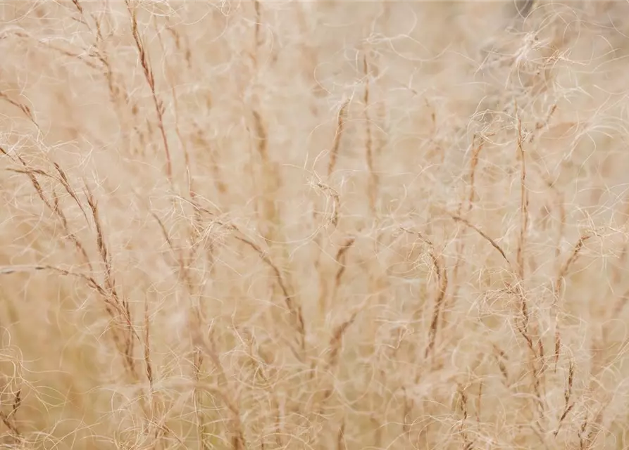 Stipa tenuissima