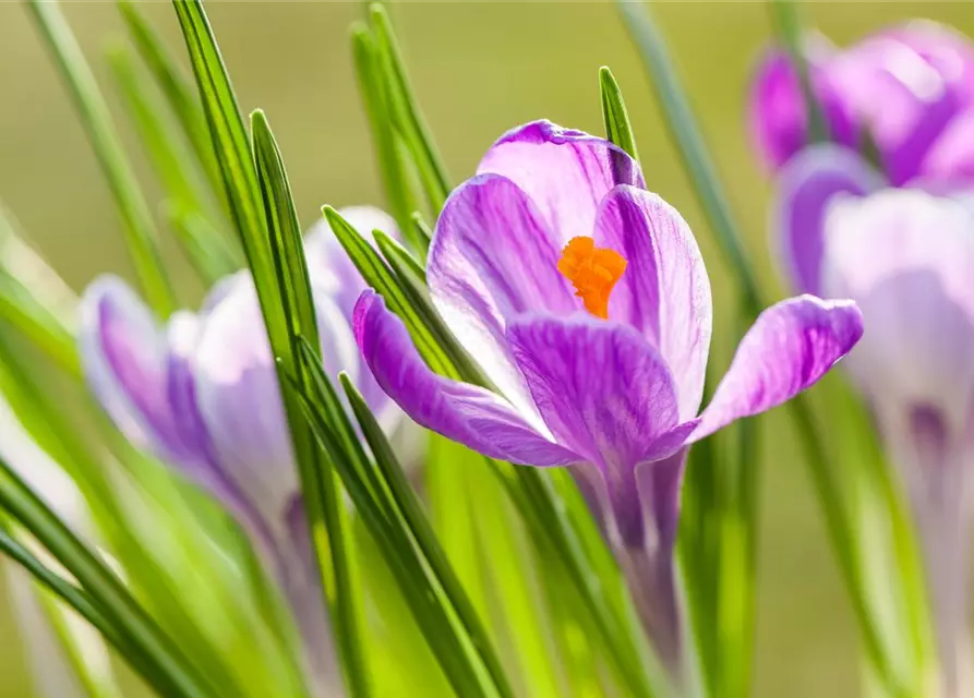 Krokus 'King of striped' gestreift, 9 cm Top