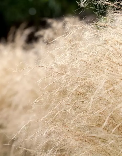 Stipa tenuissima