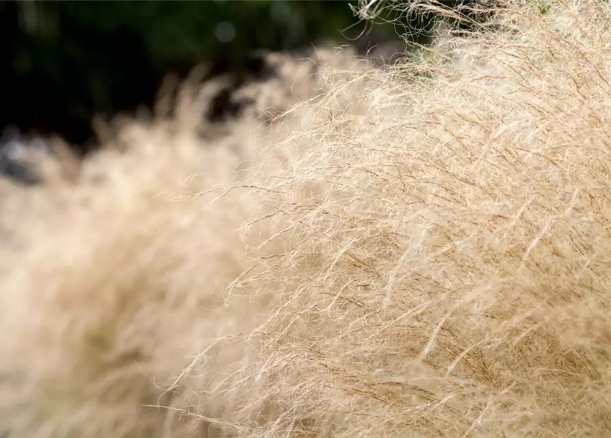 Stipa tenuissima