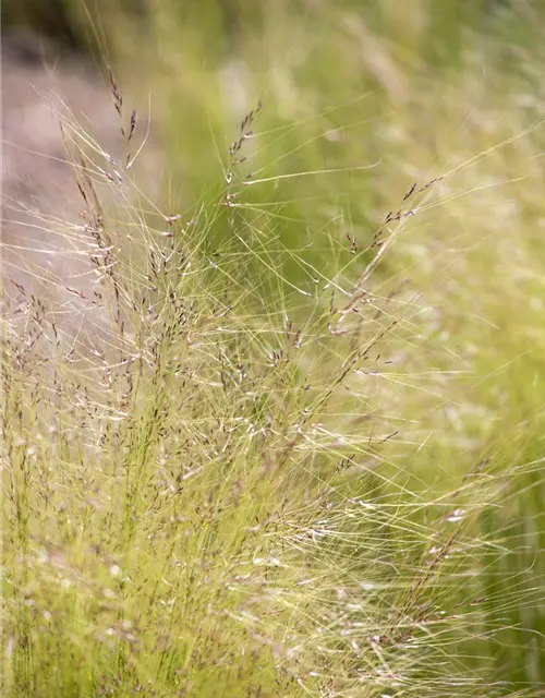 Stipa tenuissima