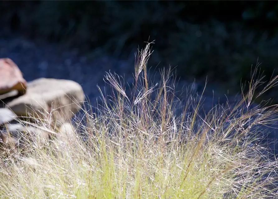 Stipa tenuissima