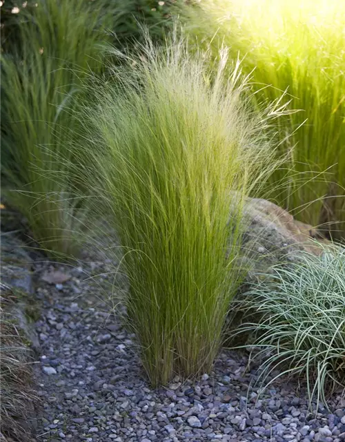 Stipa tenuissima