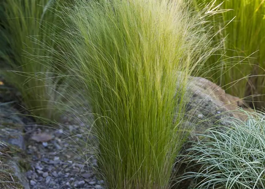 Stipa tenuissima