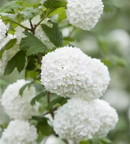 Viburnum opulus 'Roseum'