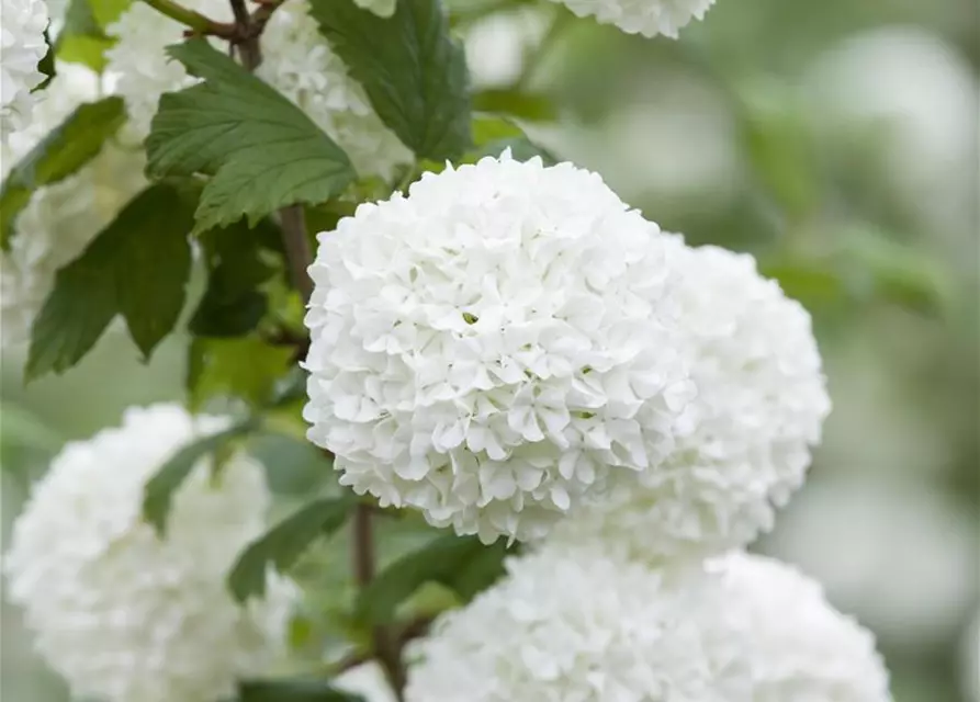 Viburnum opulus 'Roseum'