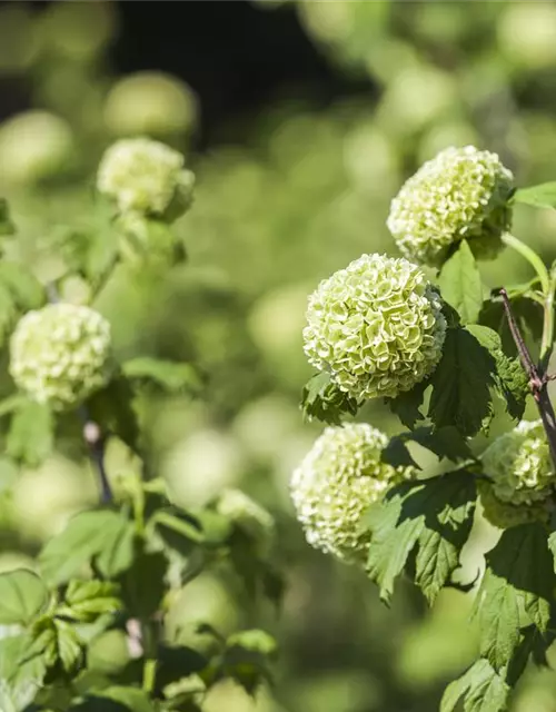 Viburnum opulus 'Roseum'