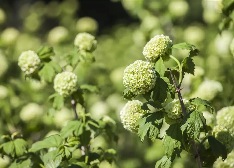 Viburnum opulus 'Roseum'