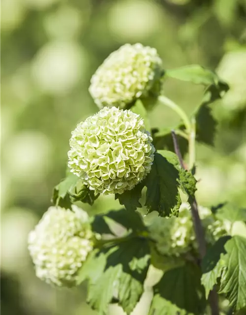 Viburnum opulus 'Roseum'