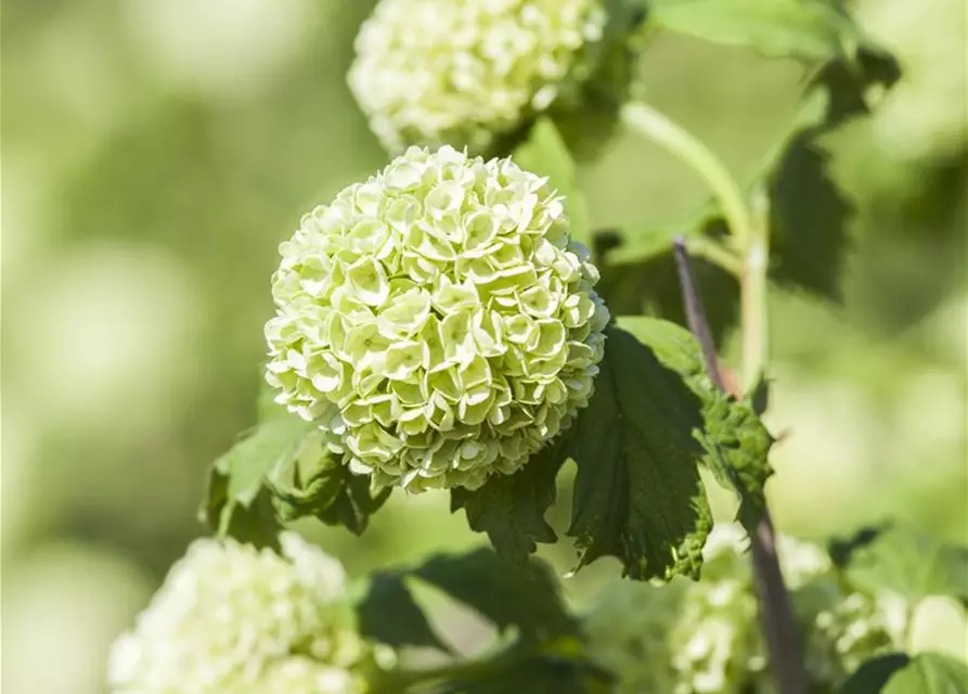 Viburnum opulus 'Roseum'