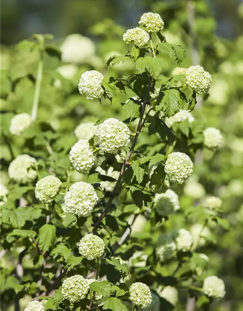 Viburnum opulus 'Roseum'