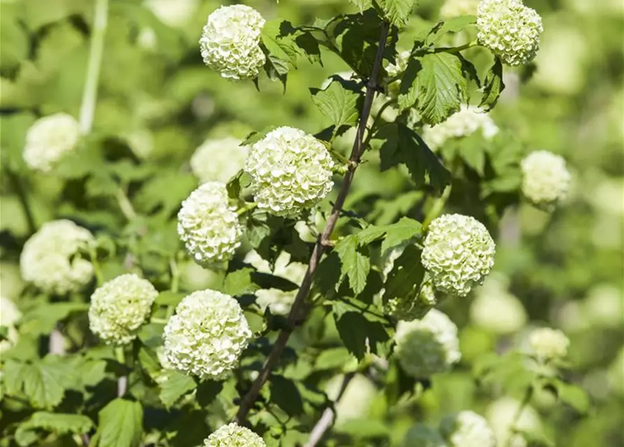 Viburnum opulus 'Roseum'