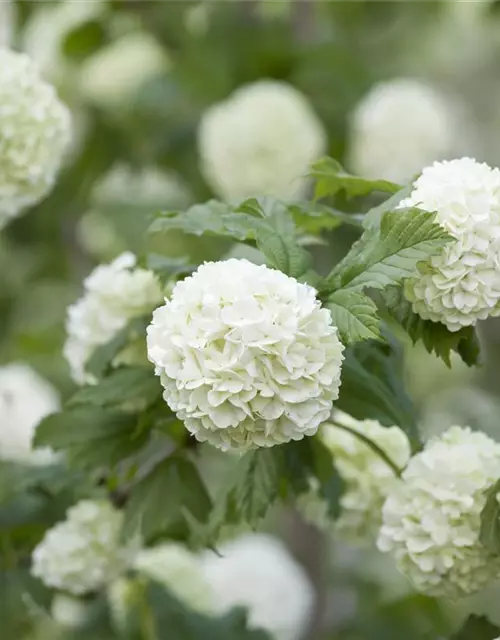 Viburnum opulus 'Roseum'