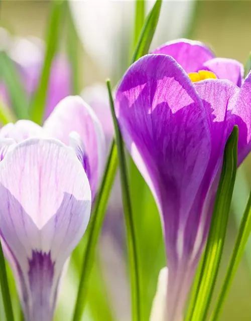 Krokus 'King of striped' gestreift, 9 cm Top