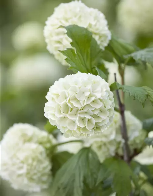 Viburnum opulus 'Roseum'