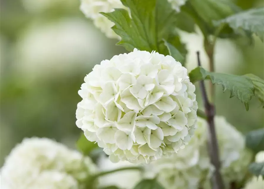 Viburnum opulus 'Roseum'