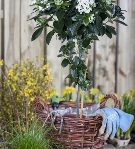 Viburnum tinus