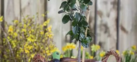 Viburnum tinus