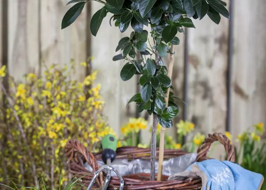 Viburnum tinus