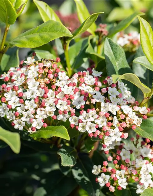 Viburnum tinus