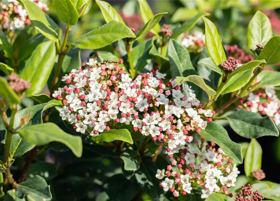 Viburnum tinus