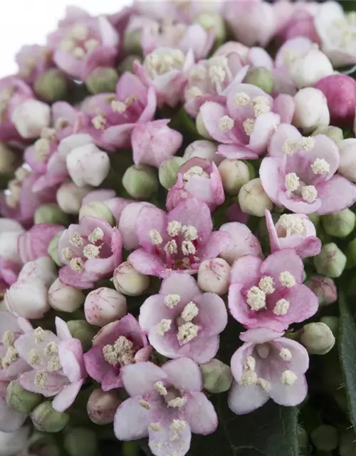 Viburnum tinus