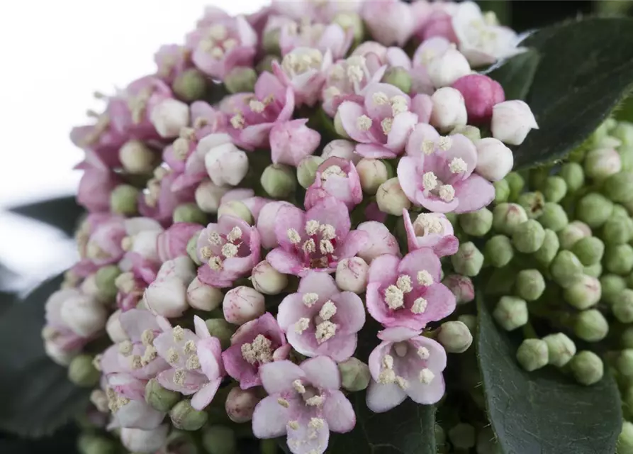 Viburnum tinus