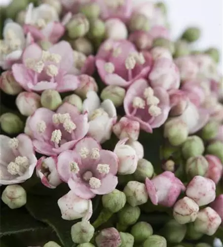 Viburnum tinus 'Eve Price'