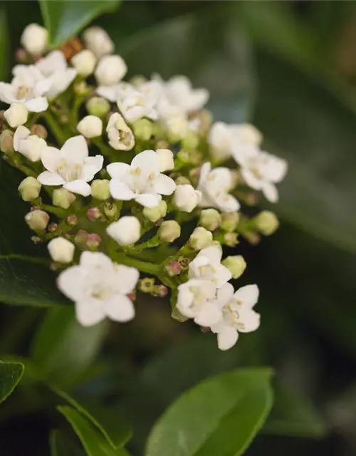 Viburnum tinus