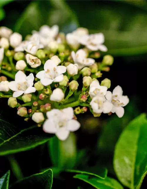 Viburnum tinus