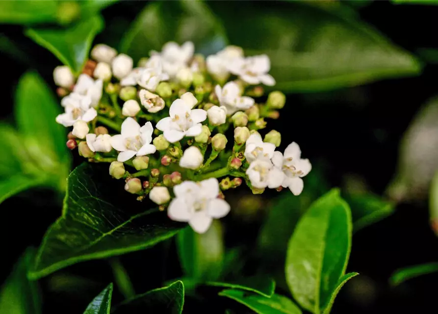 Viburnum tinus