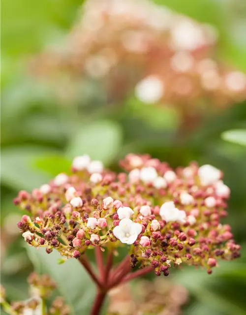 Viburnum tinus