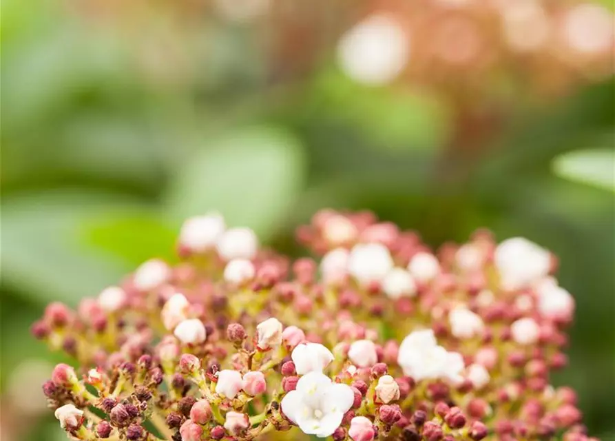 Viburnum tinus