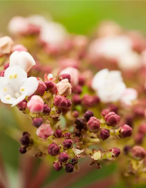 Viburnum tinus