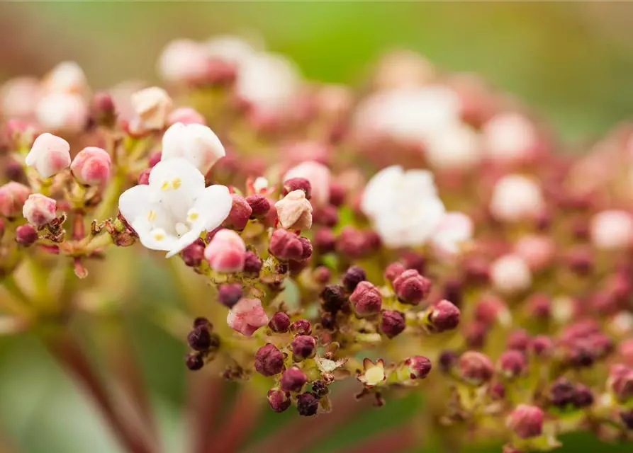 Viburnum tinus