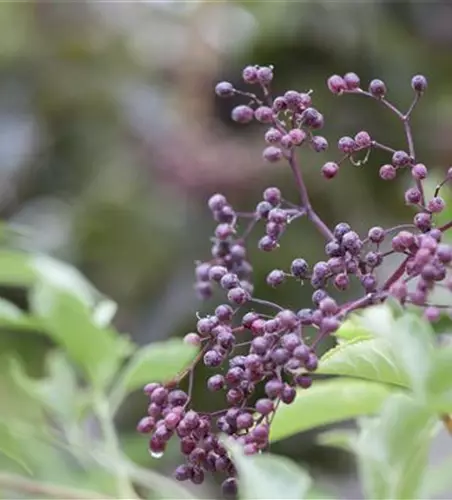 Sambucus nigra