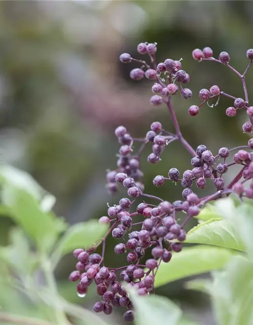 Sambucus nigra