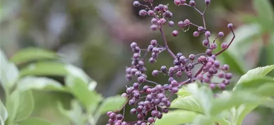 Sambucus nigra