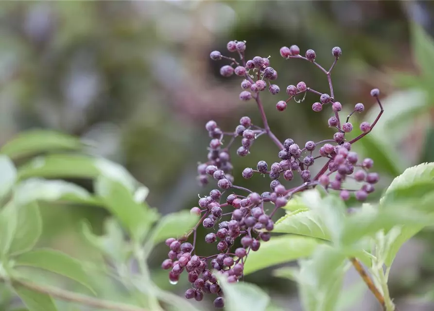 Sambucus nigra