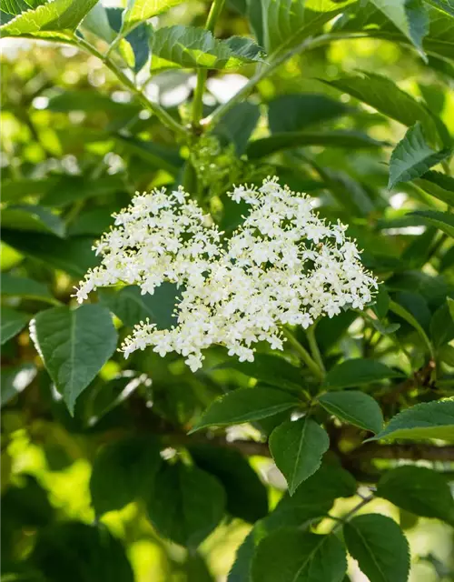 Sambucus nigra