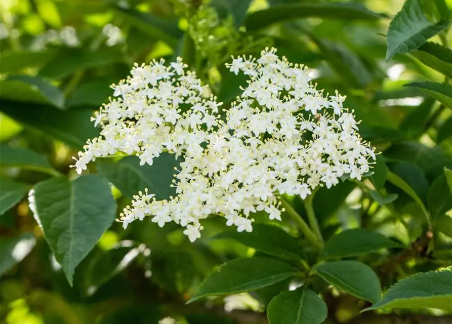 Sambucus nigra