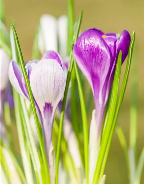 Krokus 'King of striped' gestreift, 9 cm Top