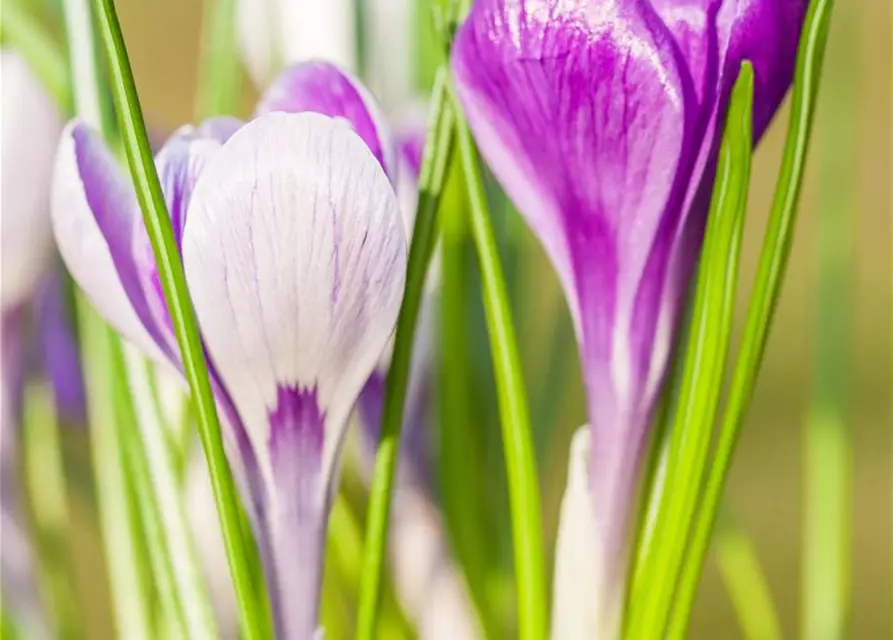 Krokus 'King of striped' gestreift, 9 cm Top