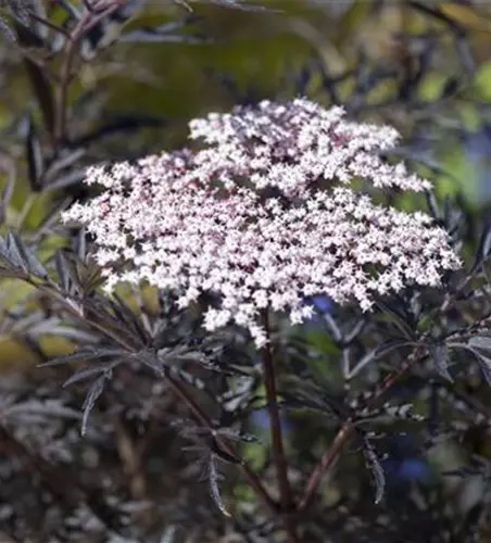 Sambucus nigra 'Black Lace'(s)