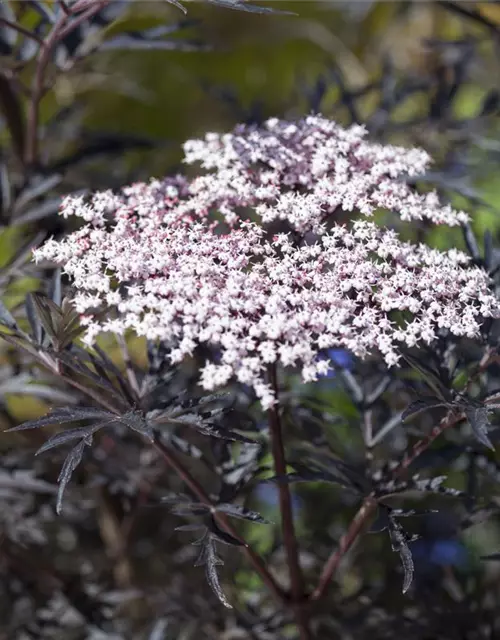 Sambucus nigra 'Black Lace'(s)