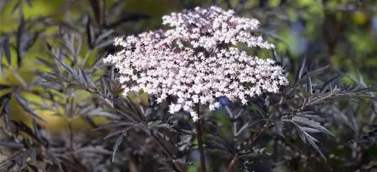 Sambucus nigra 'Black Lace'(s)